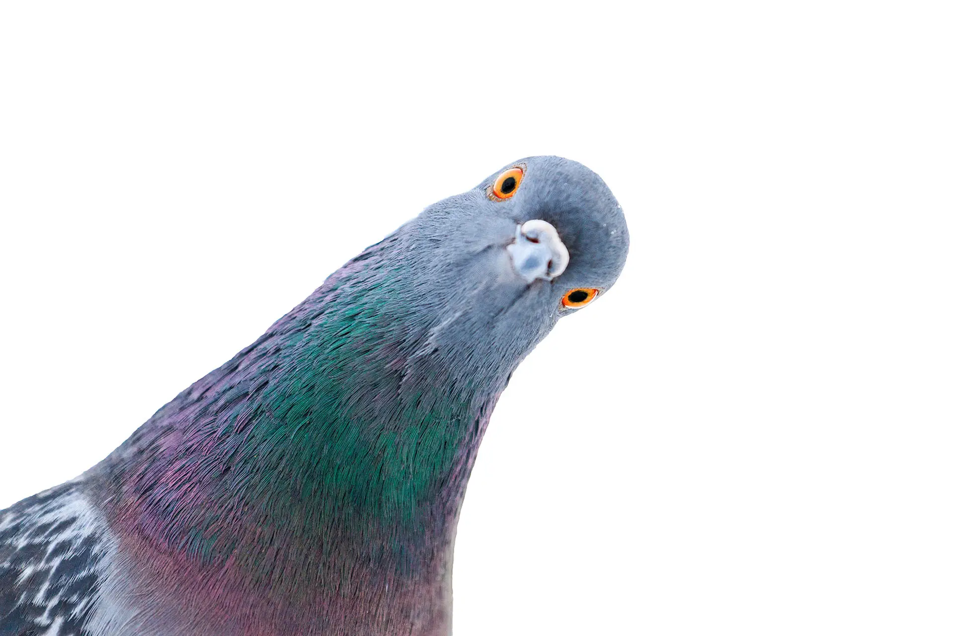 Google Pigeon this image shows a curious pigeon looking out of the screen - Google Pigeon Concept