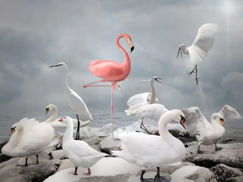 Why Graphics Are Important for Successful Social Media Marketing - this image shows a flock of white birds on rocks, with a pink flamingo stood gracefully in the centre - concept for using impactful images to stand out