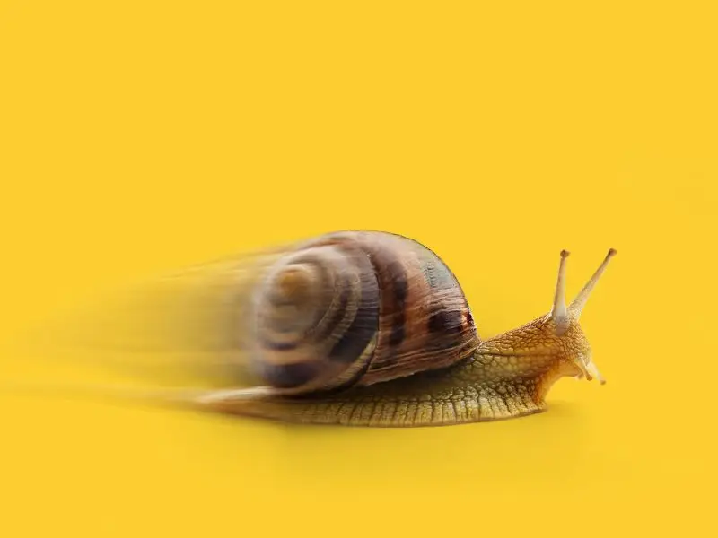 Are Images Slowing Your Website Down? This image shows a bright yellow background with a picture of a snail which has been blurred to make the snail appear to be moving fast - concept for image and site speed