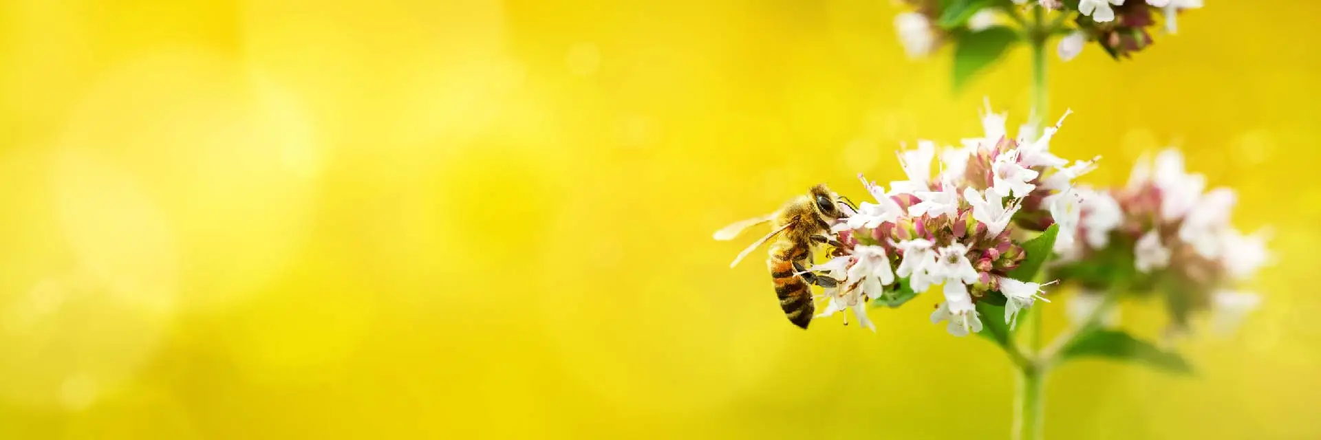 Are Images Slowing Your Website Down - this second image is exactly the same image as the first one, a bright yellow background with a bee taking nectar from a flower, however the file size is less than 15% of the first and is only 68.9 KB